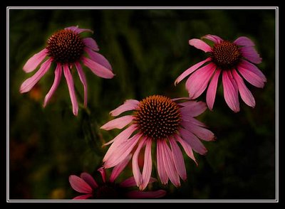 Pink Trio