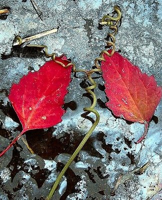 Sinking autumn.