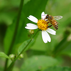 Working Bee