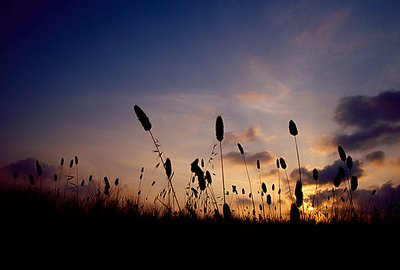 Sunset, near Orciano