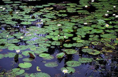 Lillie Pond
