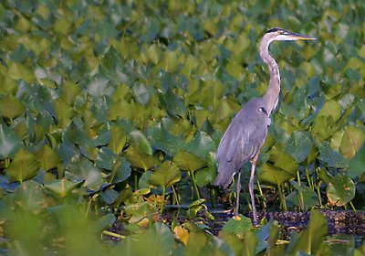 Great Blue