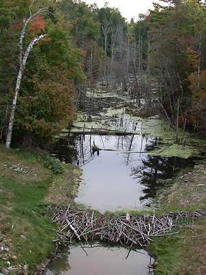 Beaver Dam
