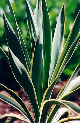 Stripy, Spiky leaves