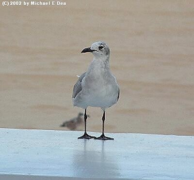 SEAGULL