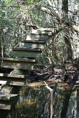 Stairway in the Swamp