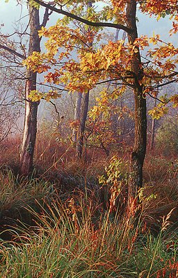 Misty Morning