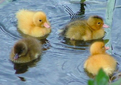 Wild Ducklings - Spring in Tasmania