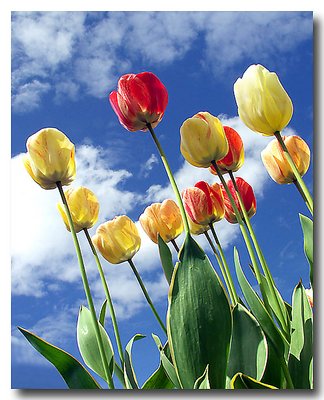 Tulips in the sky_1