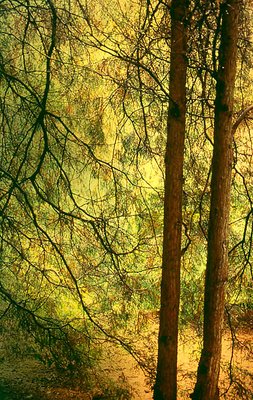 Autumn Woods