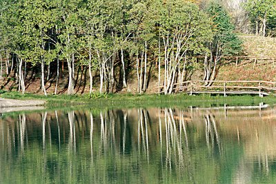 Mirroring trees