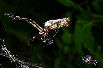 Orb spider and prey