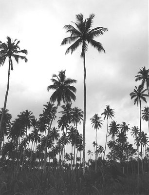 Palm Trees