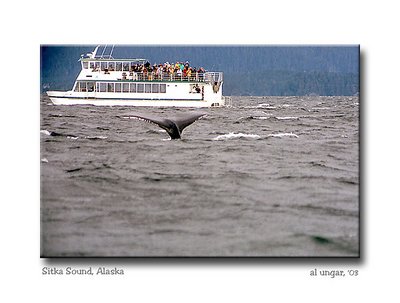 Sitka Sound - Whale