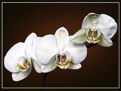 Orchids for my friend...#1