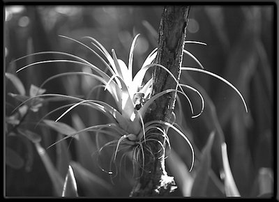 Blooming Bromeliad