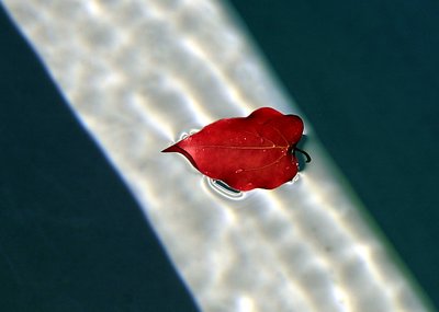 Autumn. Geometry of pool.