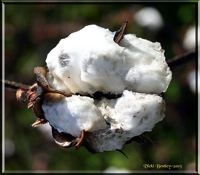 Cotton Pickin'  Time...
