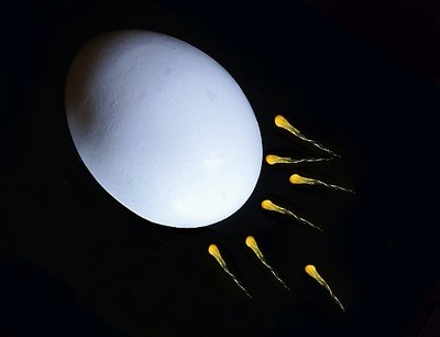 Conception