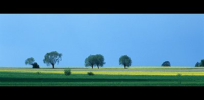fields with trees at horizon