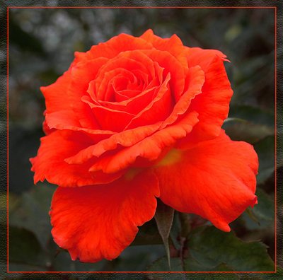 impressive color of rose