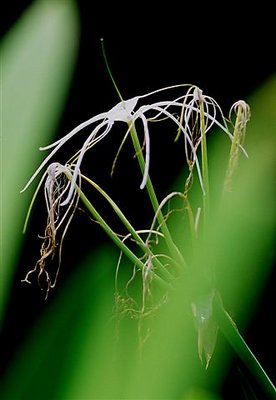 Flor Escondida