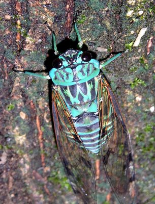 Cicada