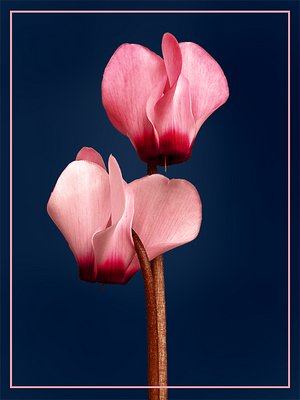Cyclamens*