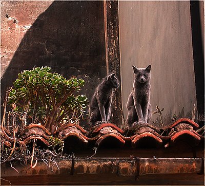 Two Grey CatS
