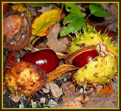 Autumn Still Life