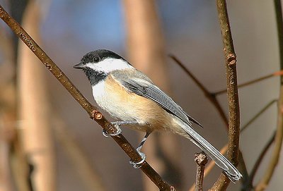 Chickadee