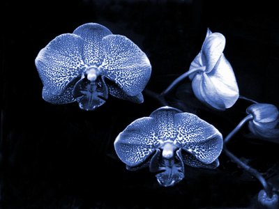 Orchids in Blue