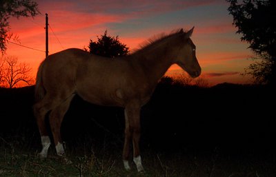 sunset behind a horse
