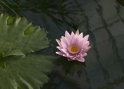 Pink flower with Lilly Pad