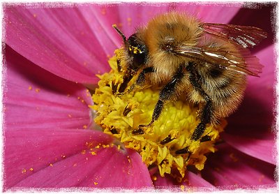 Pollen gathering