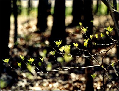 Spring, Virginia