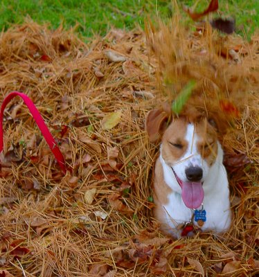 Smeag in the leaves