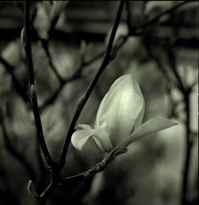 magnolia#1