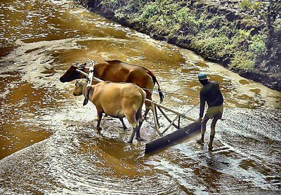 Farmer in Bali