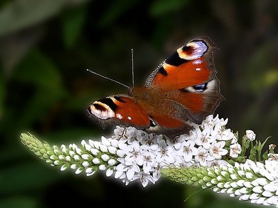 Peacock, ready for take-off