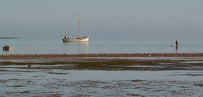 Morning Shallows