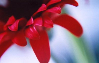 gerbera petals