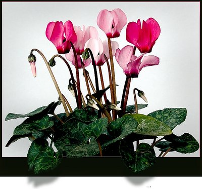 Cyclamens**