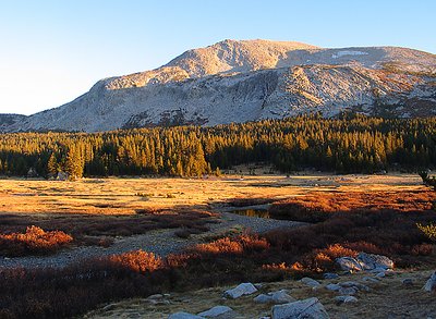 Yosemite Meadow