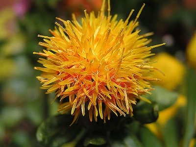 Safflower