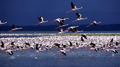 Lake Nakuru, Flamingos