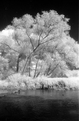 Infrared Trees #28