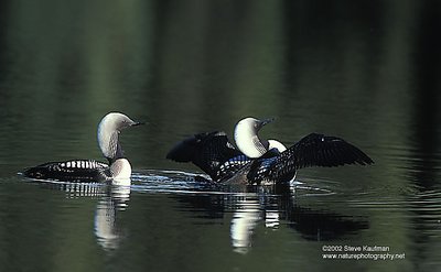 Pacific loons