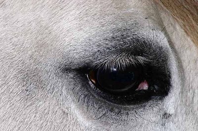 Horse's Eye