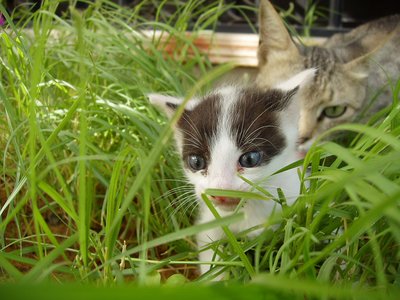 Believe it or not... Cats' Picnic..!!!!!!